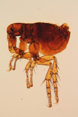 Parasite Microscope slides