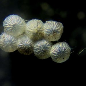 Type slide of Butterflies & Moths Eggs